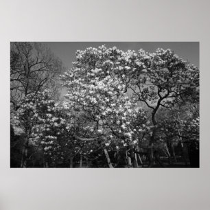 Magnolia Tree in Blossom (B&W) Poster
