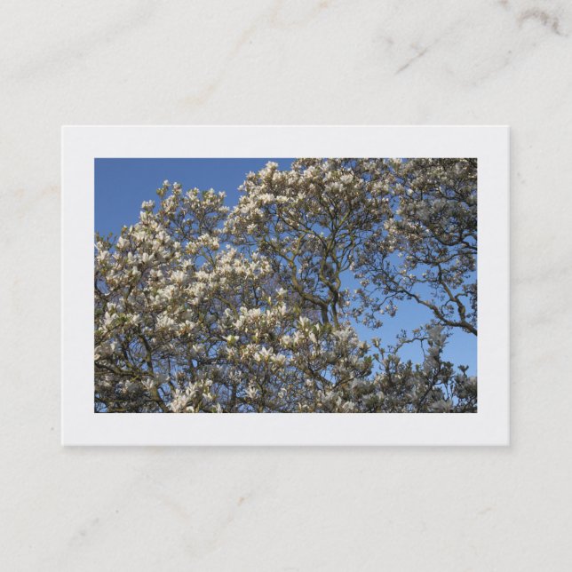 Magnolia Tree in Blossom (Bordered) Business Card (Front)