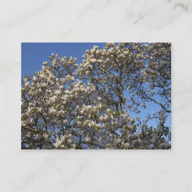 Magnolia Tree in Blossom Business Card (Front)