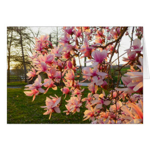 Magnolia Tree in Full Bloom at Sunset