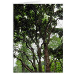 Magnolia Tree in Summer