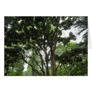 Magnolia Tree in Summer