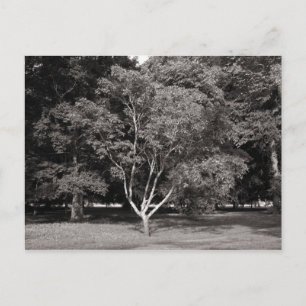 Magnolia Tree in Summer - Warm Tone BW Postcard