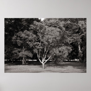 Magnolia Tree in Summer - Warm Tone BW Poster