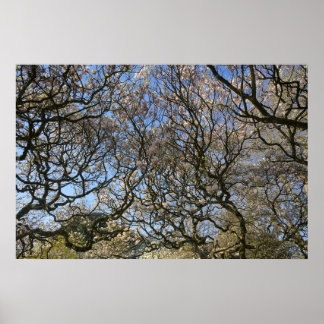 Magnolia Trees, Branches and Blossom 02 Poster