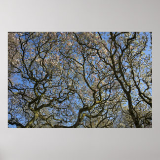 Magnolia Trees, Branches and Blossom 04 Poster