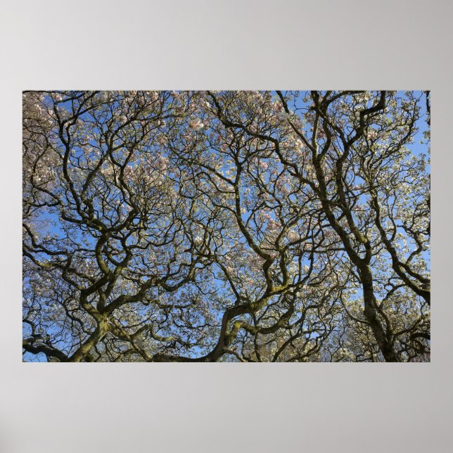 Magnolia Trees, Branches and Blossom 04 Poster (Front)
