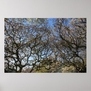 Magnolia Trees, Branches and Blossom 05 Poster
