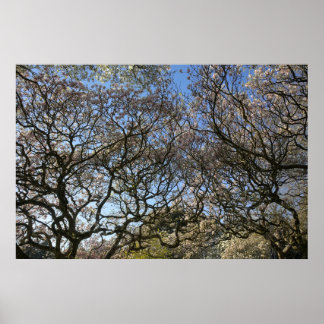Magnolia Trees, Branches and Blossom 05 Poster