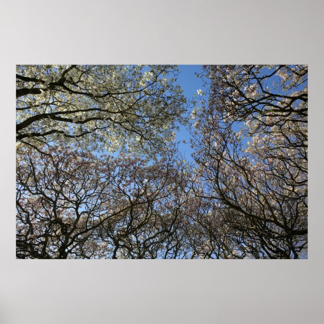 Magnolia Trees, Branches and Blossom 06 Poster (Front)