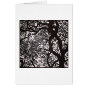 Magnolia Trees in Blossom