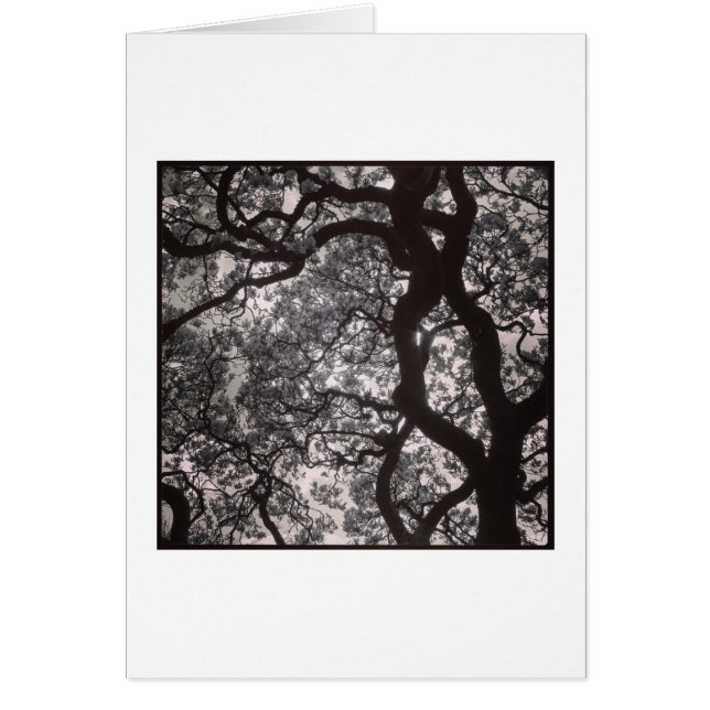 Magnolia Trees in Blossom (Front)