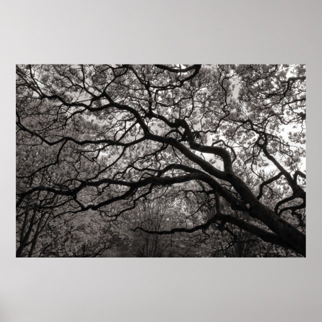 Magnolia Trees in Blossom 01 Poster (Front)