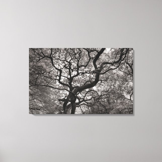 Magnolia Trees in Blossom 03 Canvas Print (Front)