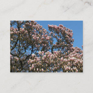 Magnolia Trees in Blossom Business Card