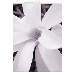 Magnolia - Vertical