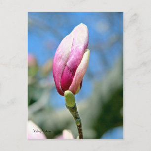 Magnolia Vertical Bud Postcard