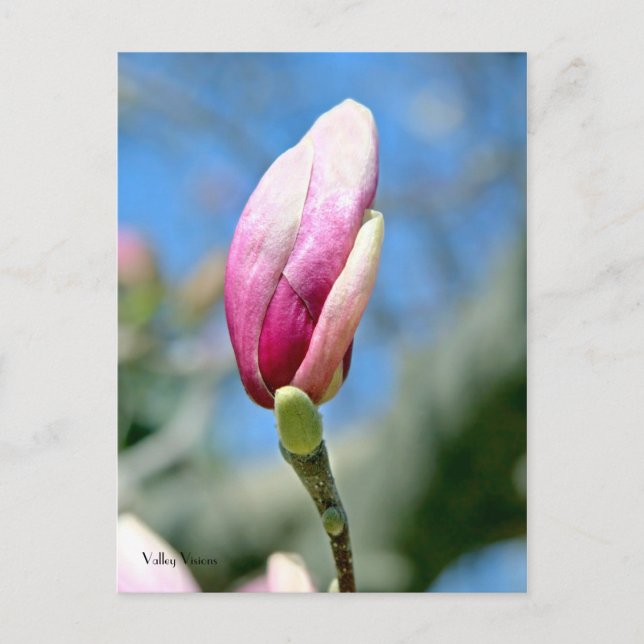 Magnolia Vertical Bud Postcard (Front)