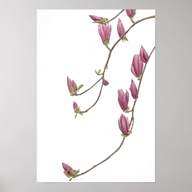 Magnolia Vine Poster (Front)