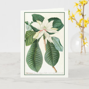 Magnolia, Vintage Floral Illustration, Card