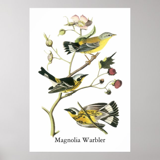 Magnolia Warbler, John Audubon Poster (Front)