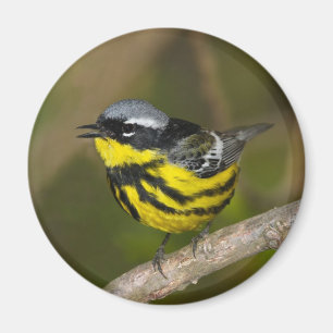 Magnolia Warbler Magnet