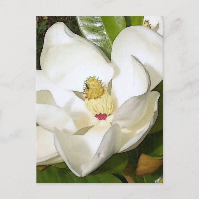 Magnolia White Postcard (Front)