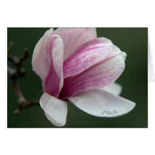 Magnolia With Rain Drop