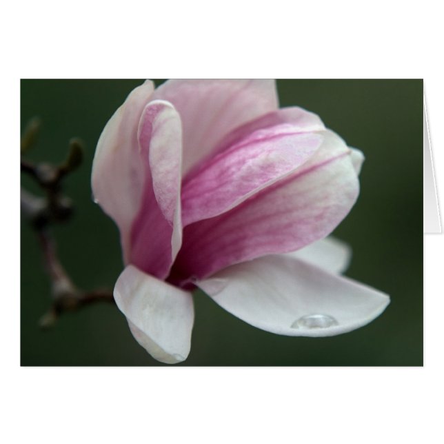 Magnolia With Rain Drop (Front Horizontal)