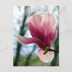 Magnolia Woods Postcard