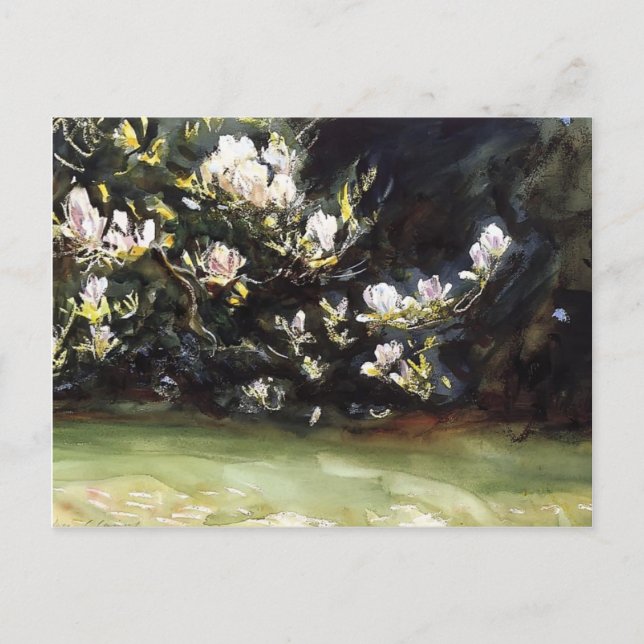 Magnolias by John Singer Sargent Postcard (Front)