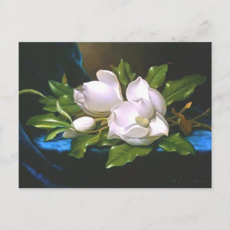 Magnolias on Blue Velvet - Postcard