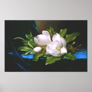 Magnolias on Blue Velvet Poster