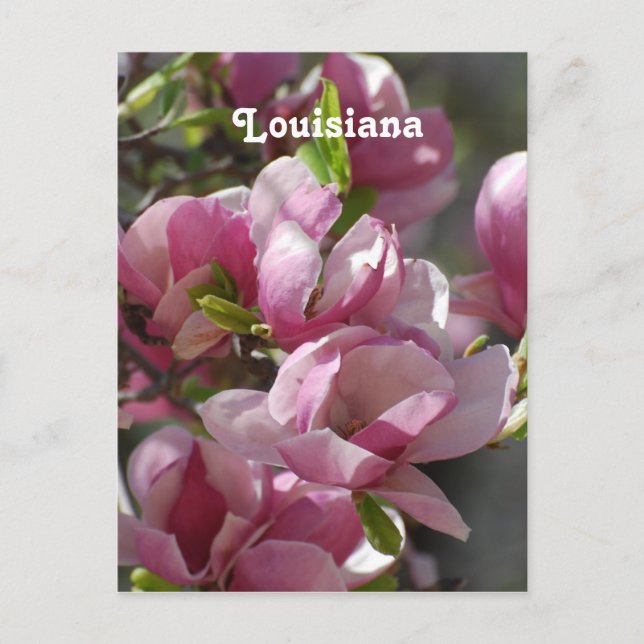 Magnolias Postcard (Front)