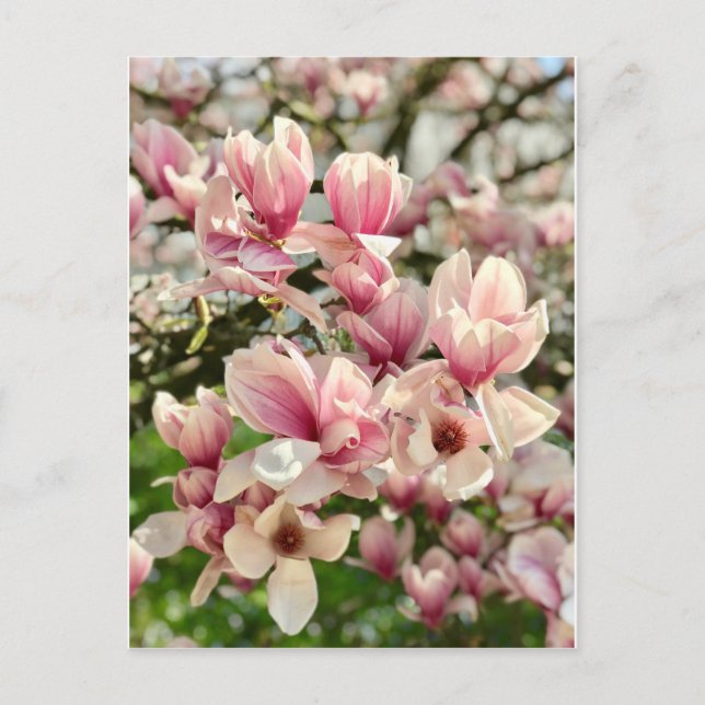 Magnolie Magnolienblüte rosa Postcard (Front)
