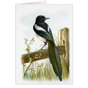 Magpie