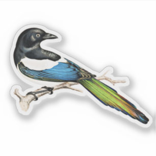 Magpie Bird