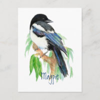 Magpie, Bird, Garden, Nature, Wildlife