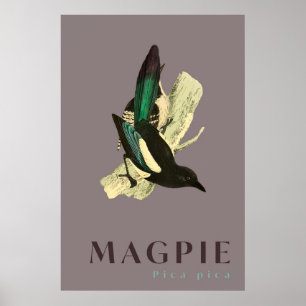 Magpie bird vintage Poster
