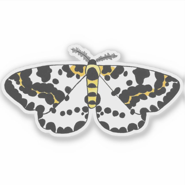MagPie Moth (Front)