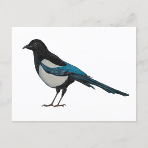 Magpie Postcard