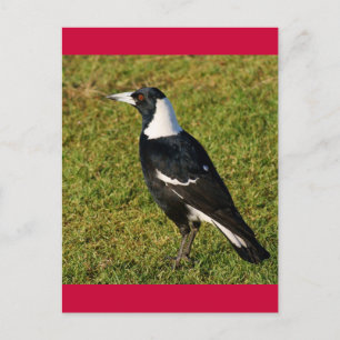 Magpie Postcard