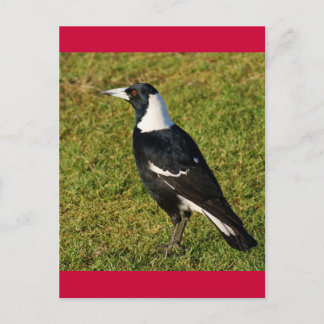 Magpie Postcard
