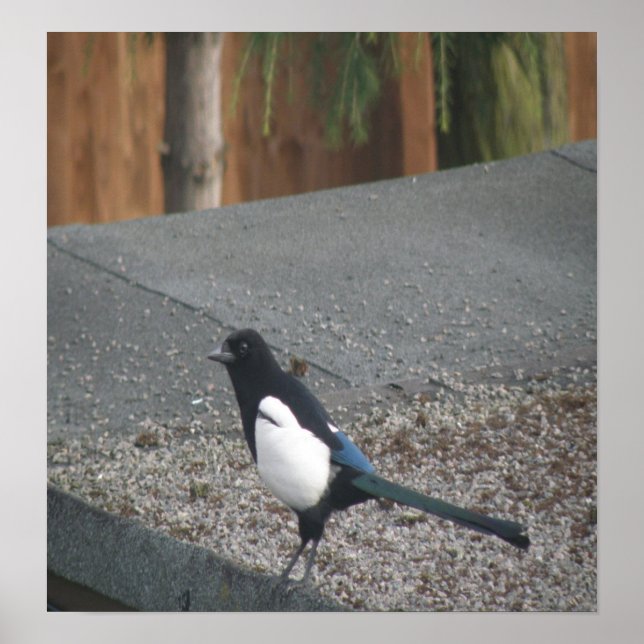 Magpie print (Front)