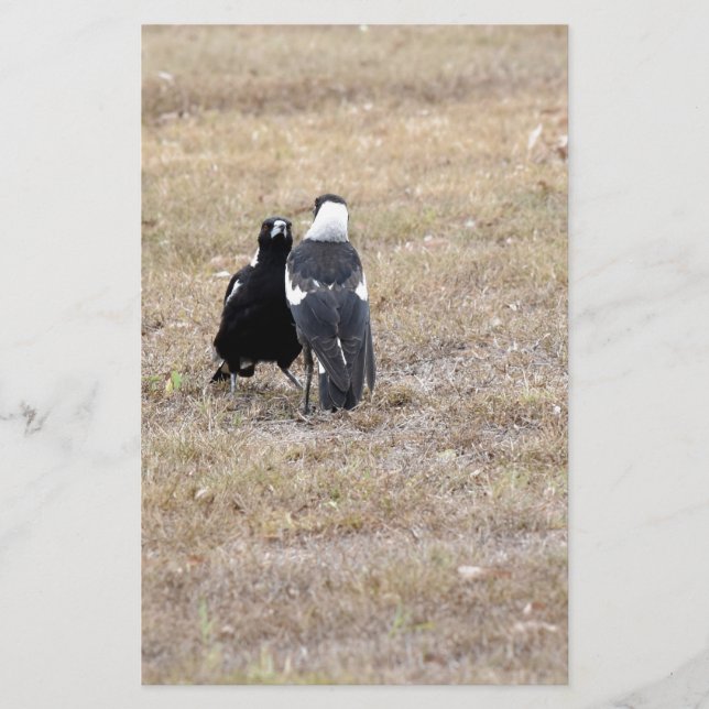 MAGPIES RURAL QUEENSLAND AUSTRALIA (Front)