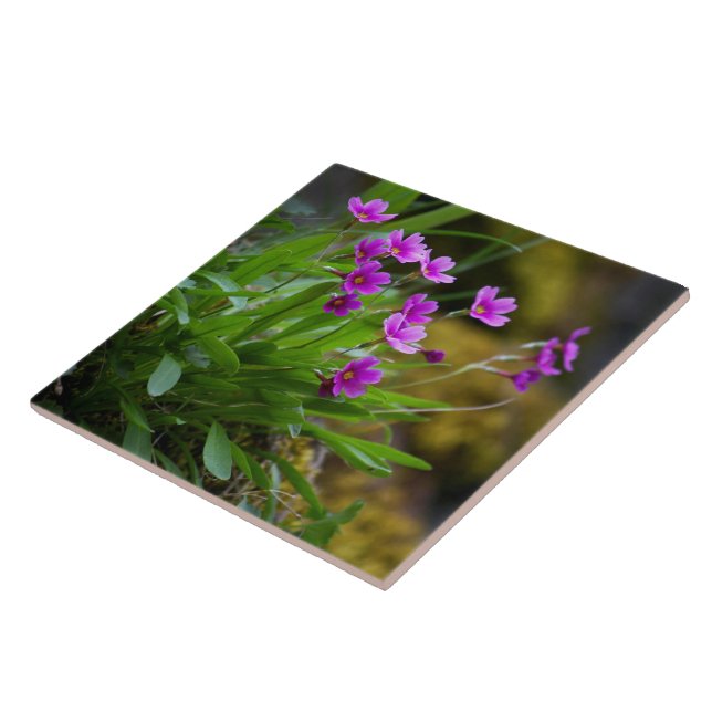 Maguire Primrose Wildflower Photo © Sandy Long Tile (Side)
