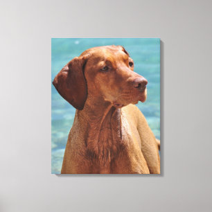Magyar Vizsla Dog Canvas Print
