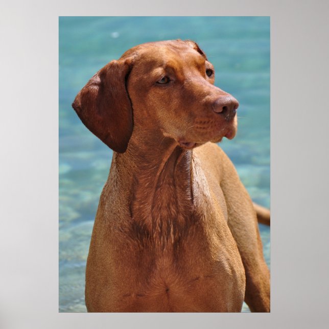 Magyar Vizsla Dog Poster (Front)
