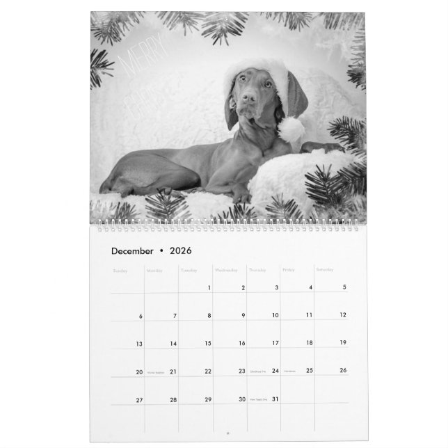 Magyar Vizsla Dogs Calendar black & white (Dec 2026)