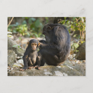 Mahale Mountains National Park, Tanzania Postcard